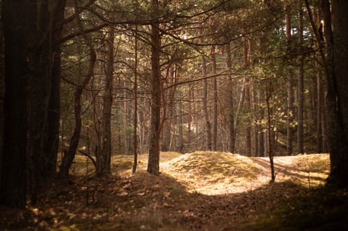 Free A peaceful sun-dappled forest with trees and a clear path during warm springtime. Stock Photo