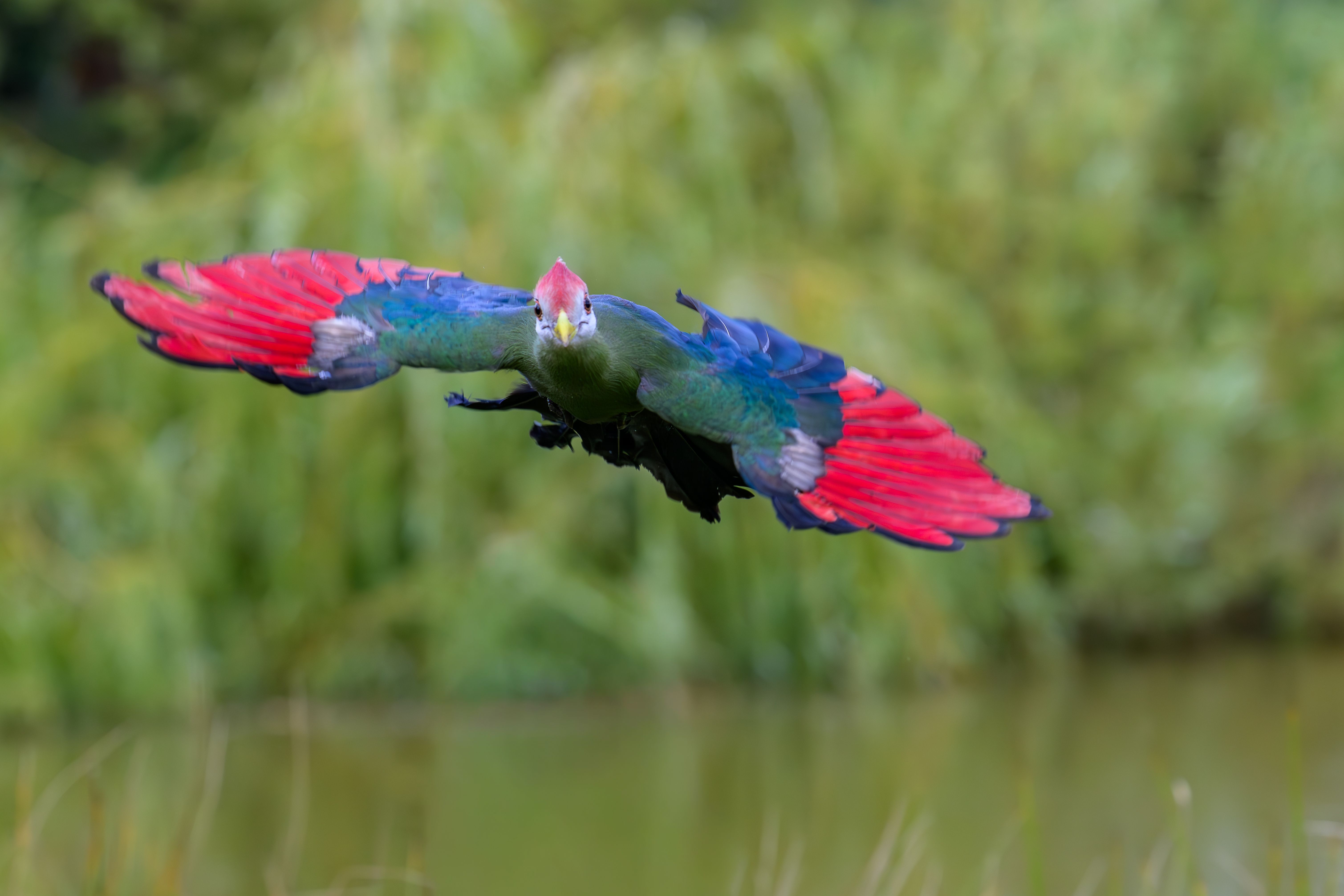 Vibrant Turaco in Full Flight Over Lush Landscape · Free Stock Photo