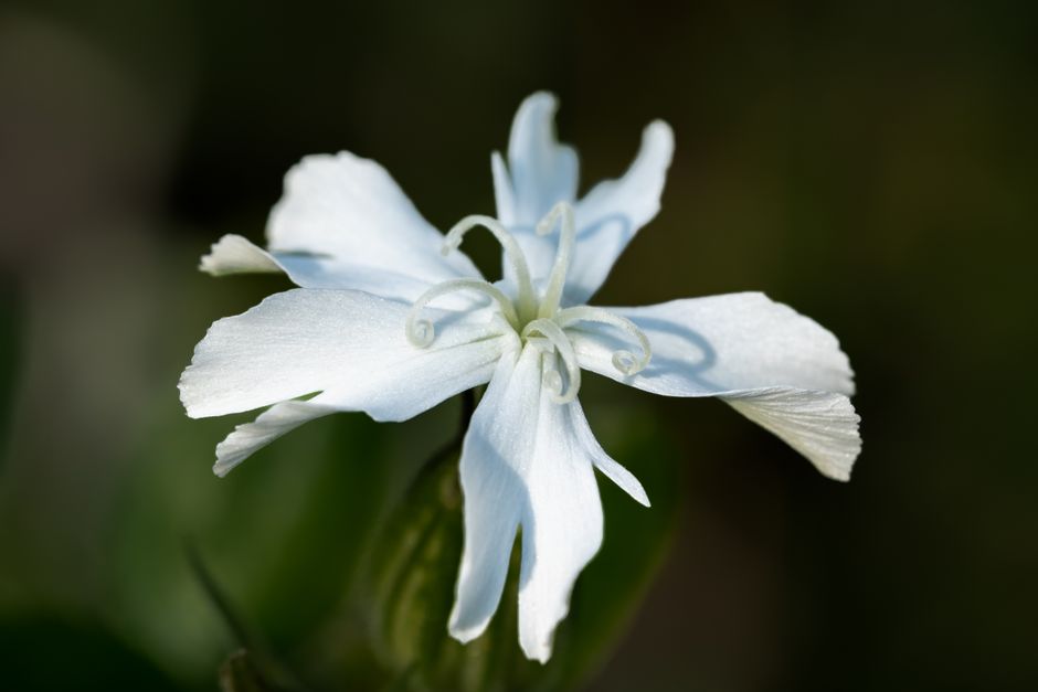 Close-up of a