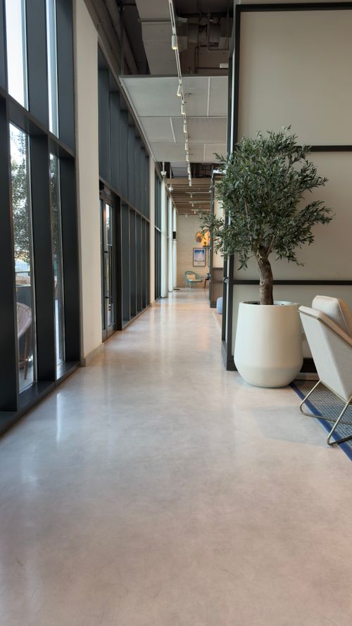 Free Sleek office hallway featuring large windows and a potted olive tree. Stock Photo