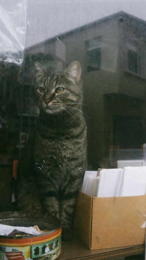 Free A curious tabby cat sits by a window, gazing outside on a cloudy day. Stock Photo