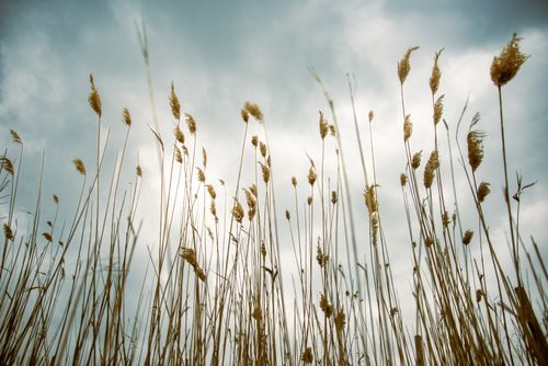 Free Dramatic view of tall reeds against a cloudy sky in Ahımehmet, Tekirdağ, Türkiye. Stock Photo