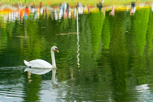 Foto d'estoc gratuïta de cigne, llac, Myanmar