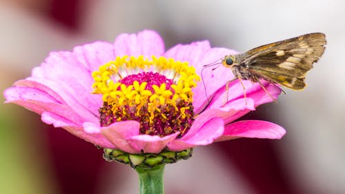 Foto d'estoc gratuïta de enfocament poc profund, flor bonica, flors floreixen