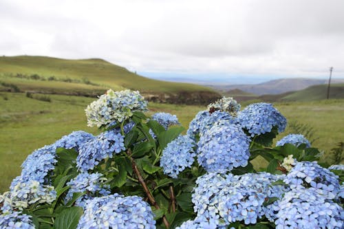 Imagine de stoc gratuită din albastru, flori, mov