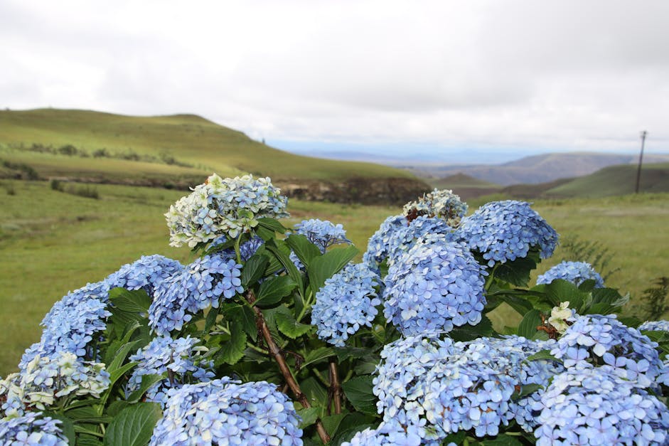 Free stock photo of blue, country, countryside