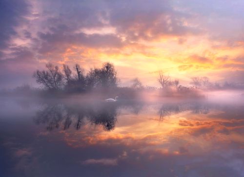 Free A tranquil sunrise over a misty lake in Veneto, Italy, featuring a lone swan and serene reflections. Stock Photo