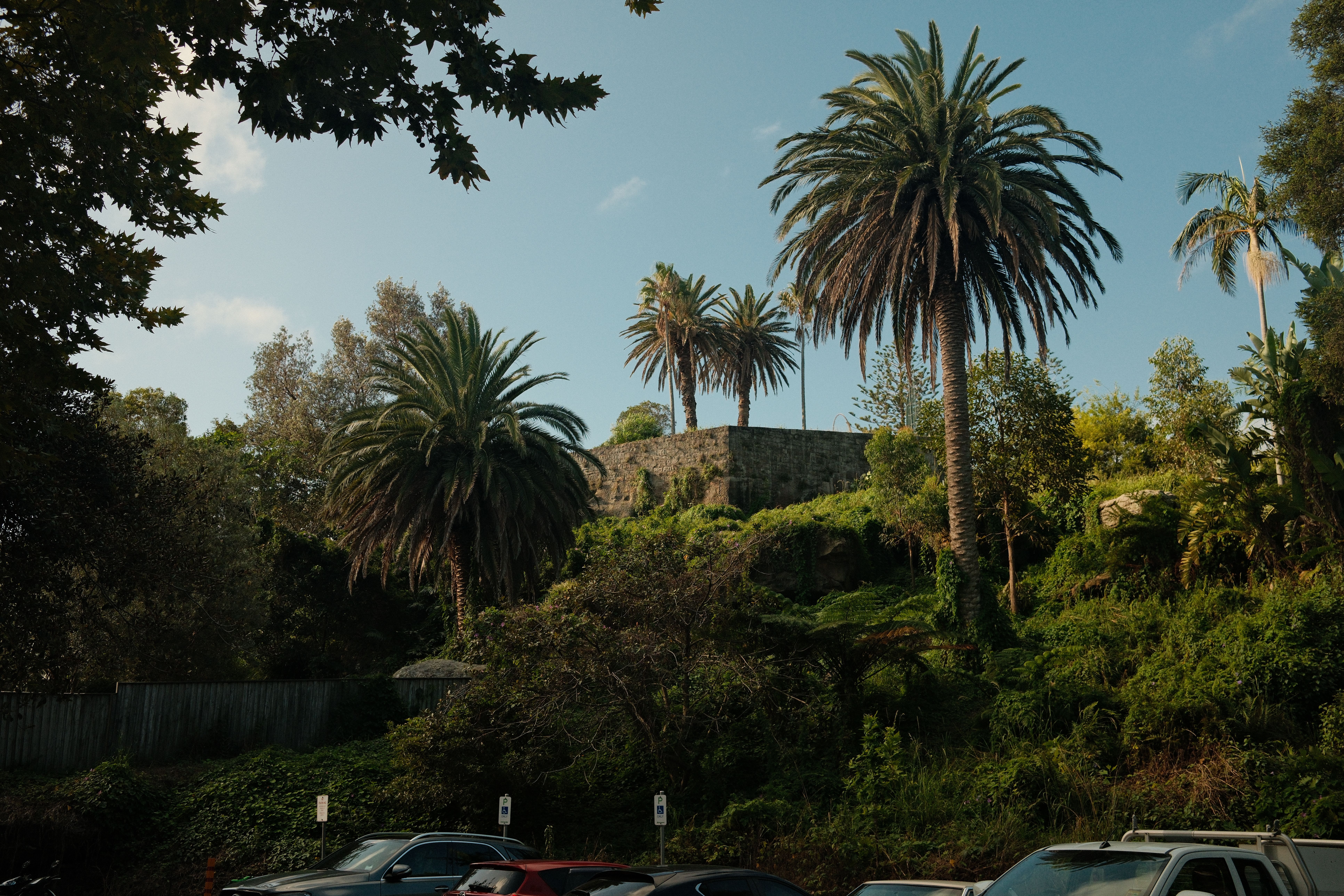 Lush greenery and towering palm trees in a Sydney park under a clear blue sky.