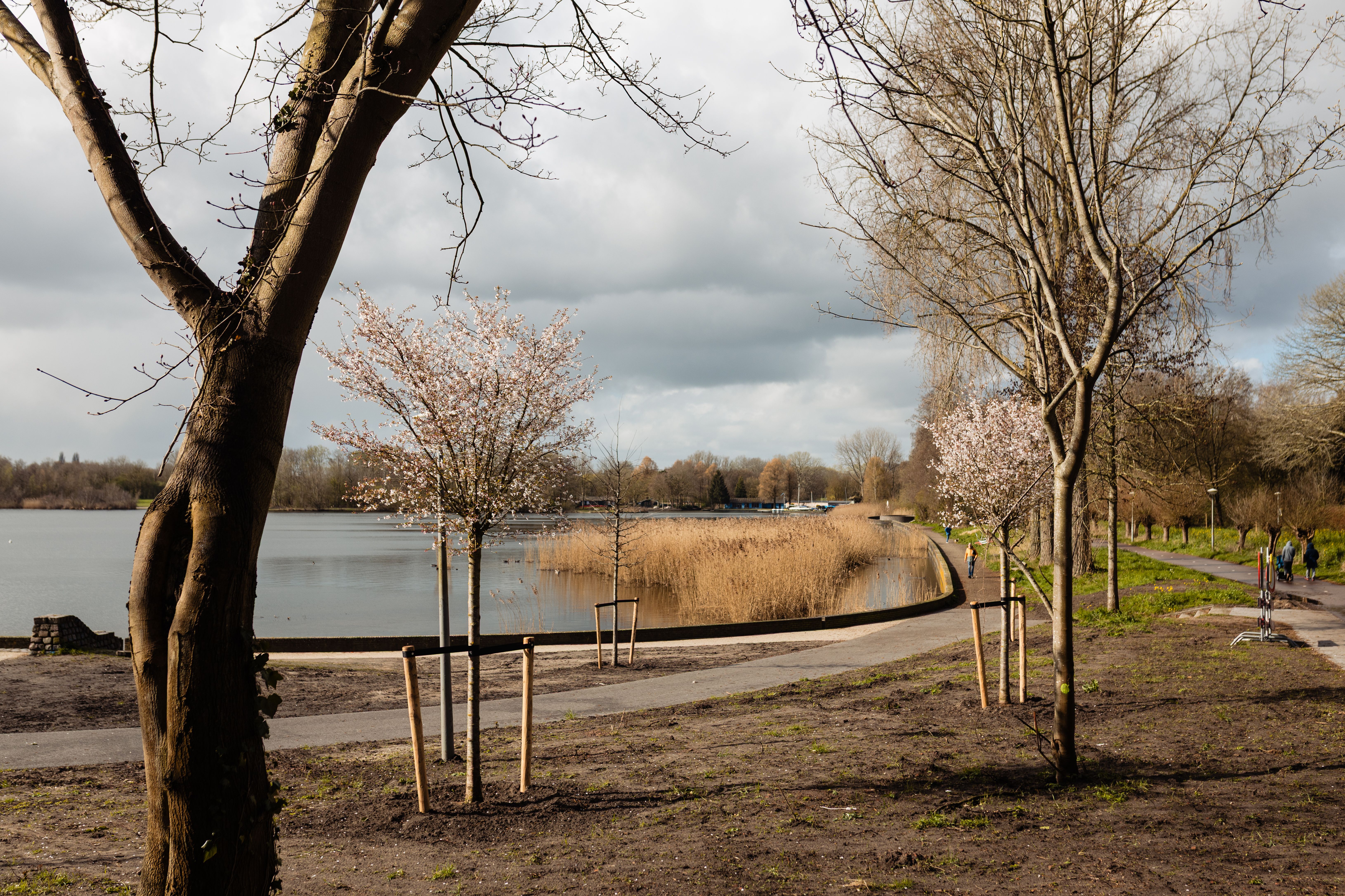 Scenic Lakeside Path with Bare and Blooming Trees · Free Stock Photo