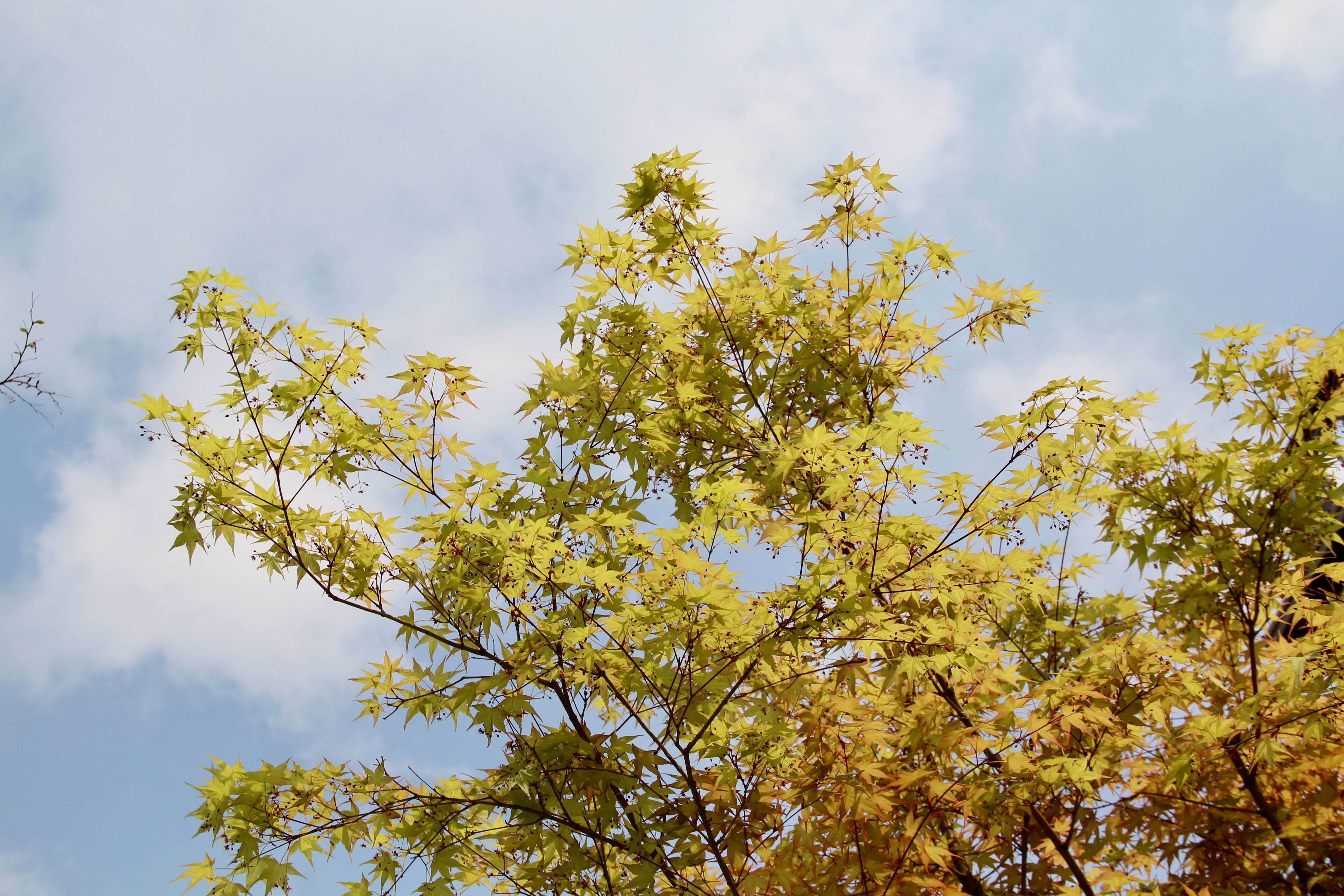 Vibrant golden leaves of a tree against a clear blue sky, capturing the essence of autumn.