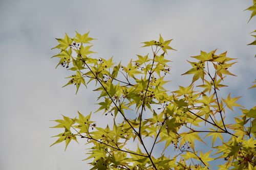 Free Bright green maple leaves against a clear blue sky in Shanghai, China. Stock Photo