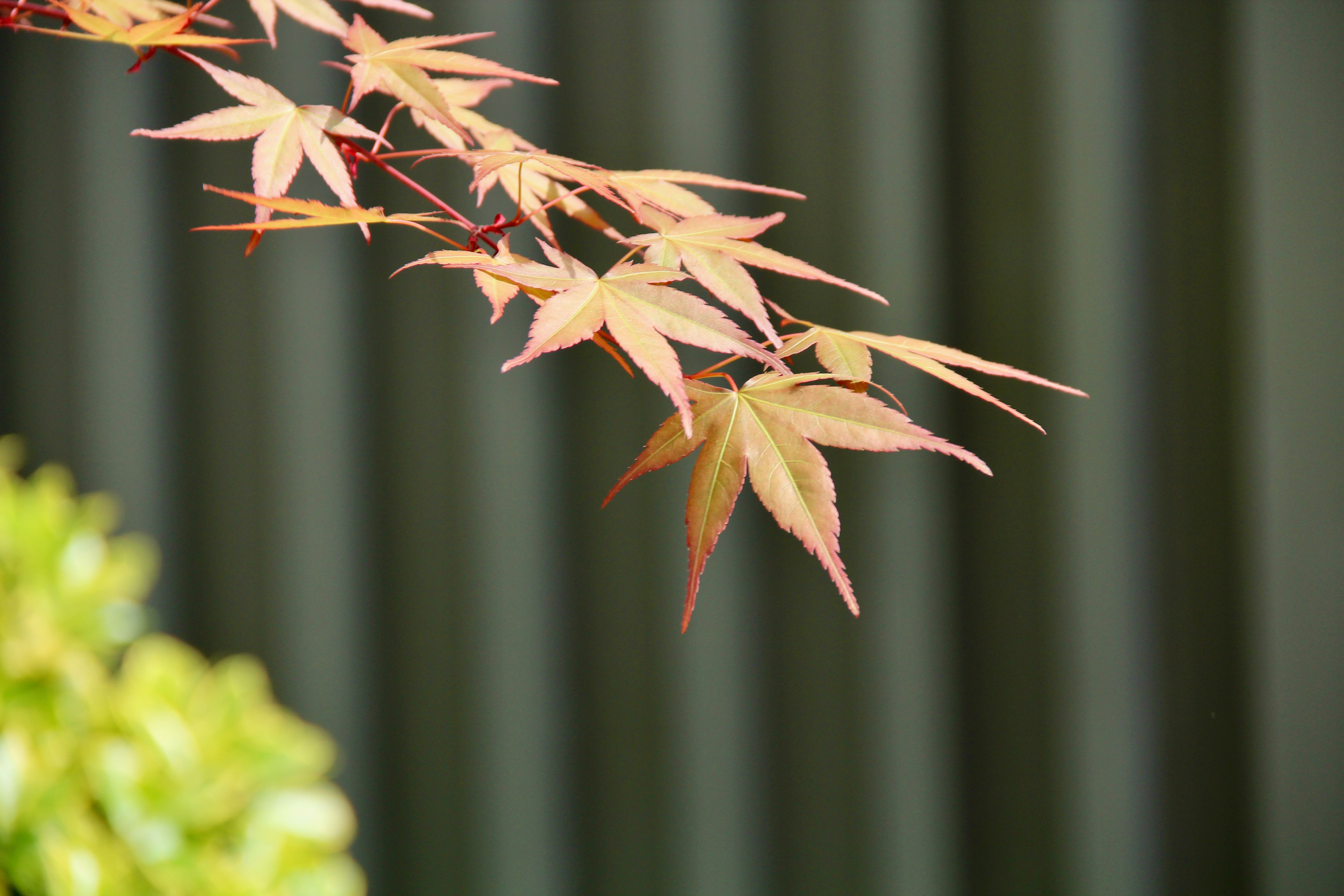 Japanese maple with vibrant red leaves