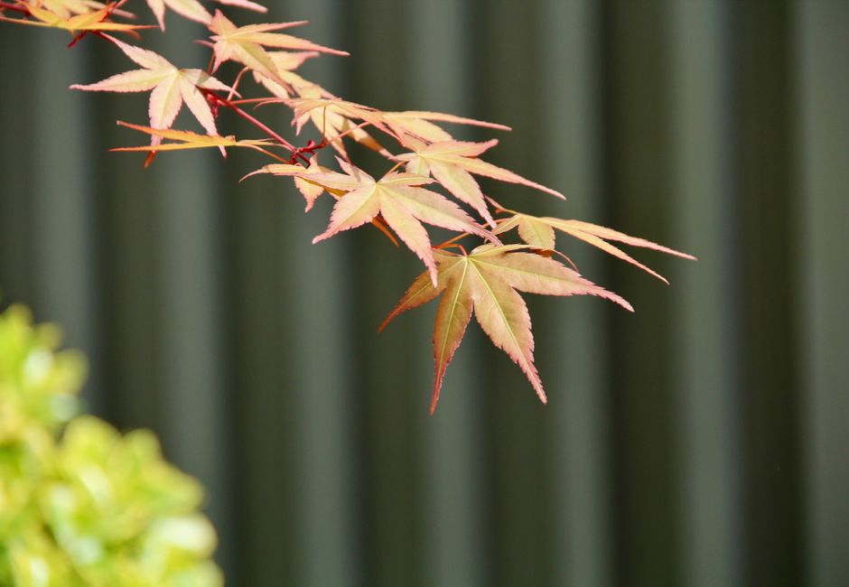 Japanese maple with vibrant red leaves