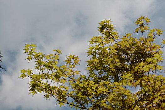Bright yellow maple leaves contrasted against a cloudy blue sky in Shanghai, China.