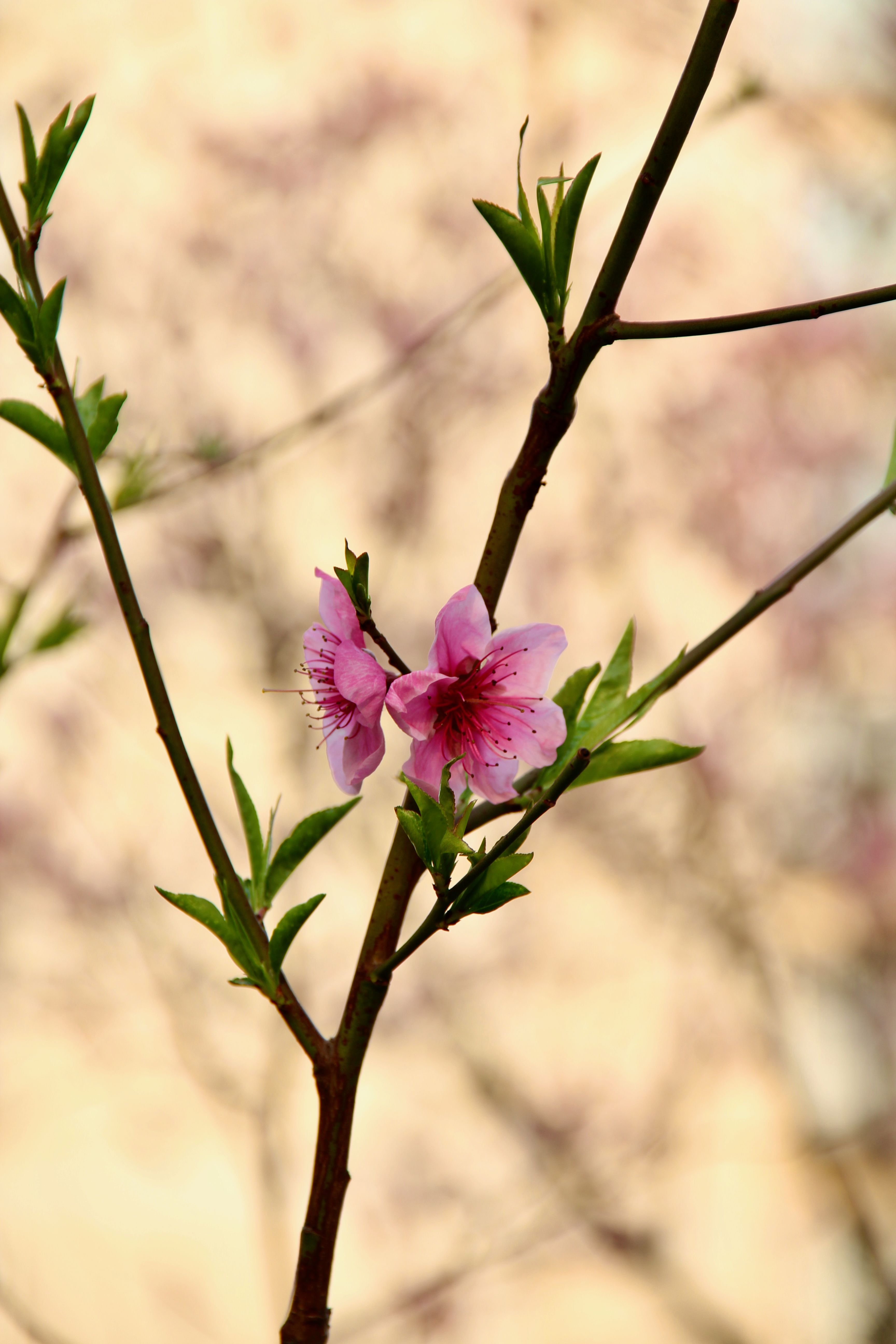 Fotomural Hermosas flores de durazno fotografiadas en Shanghái, China, que simbolizan la llegada de la primavera.
