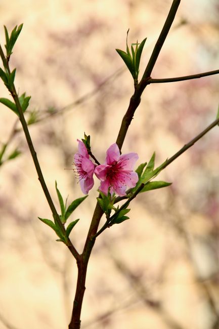 Fotomural Hermosas flores de durazno fotografiadas en Shanghái, China, que simbolizan la llegada de la primavera.