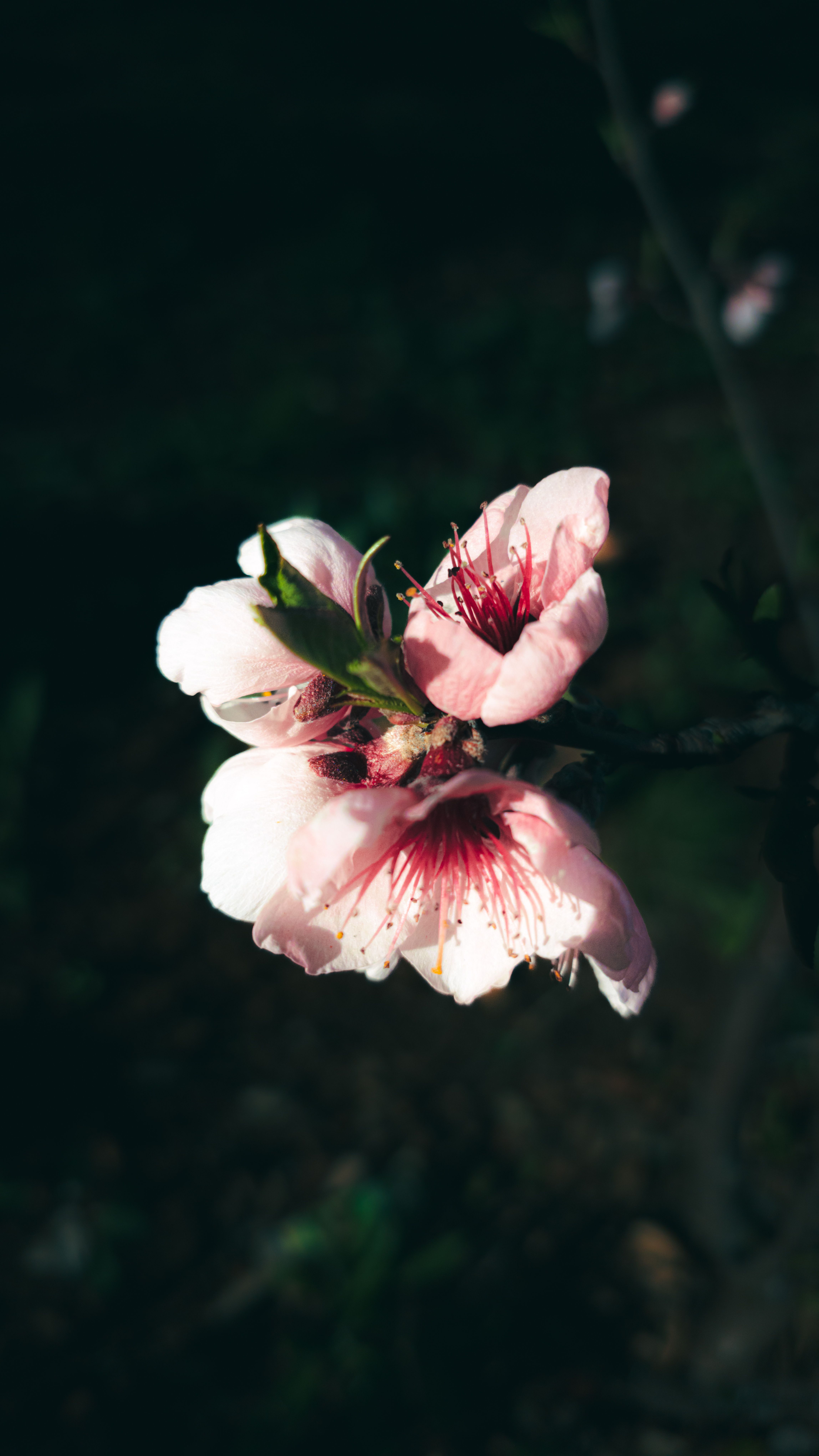 Fotomural Preciosa fotografía de primer plano de flores de durazno rosadas iluminadas por la luz natural del sol en primavera.