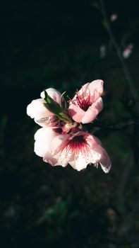 pink peach blossom flowers