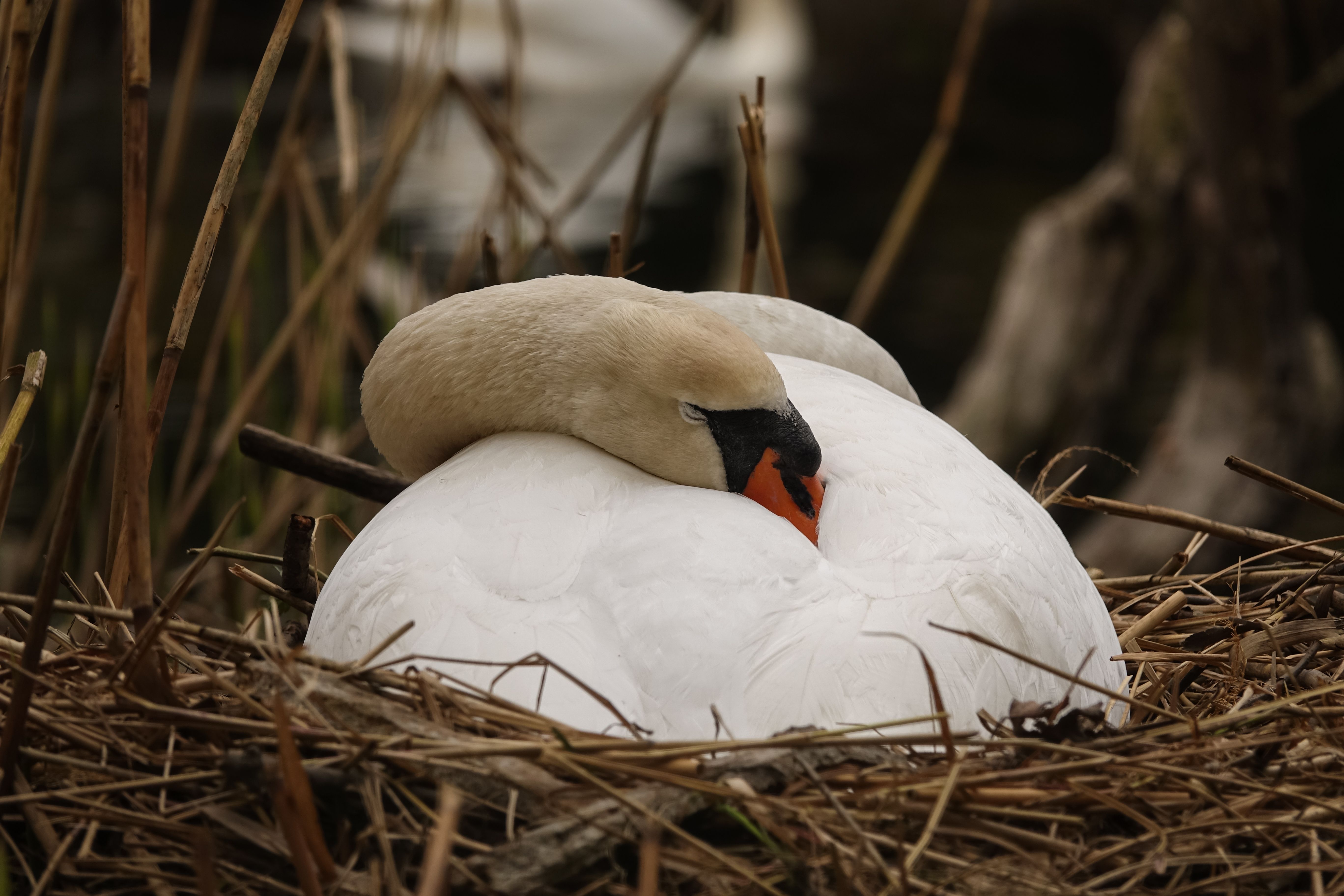 Imagem ilustrativa sobre o significado de sonhar com cisne: o que realmente significa?