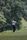 golfing