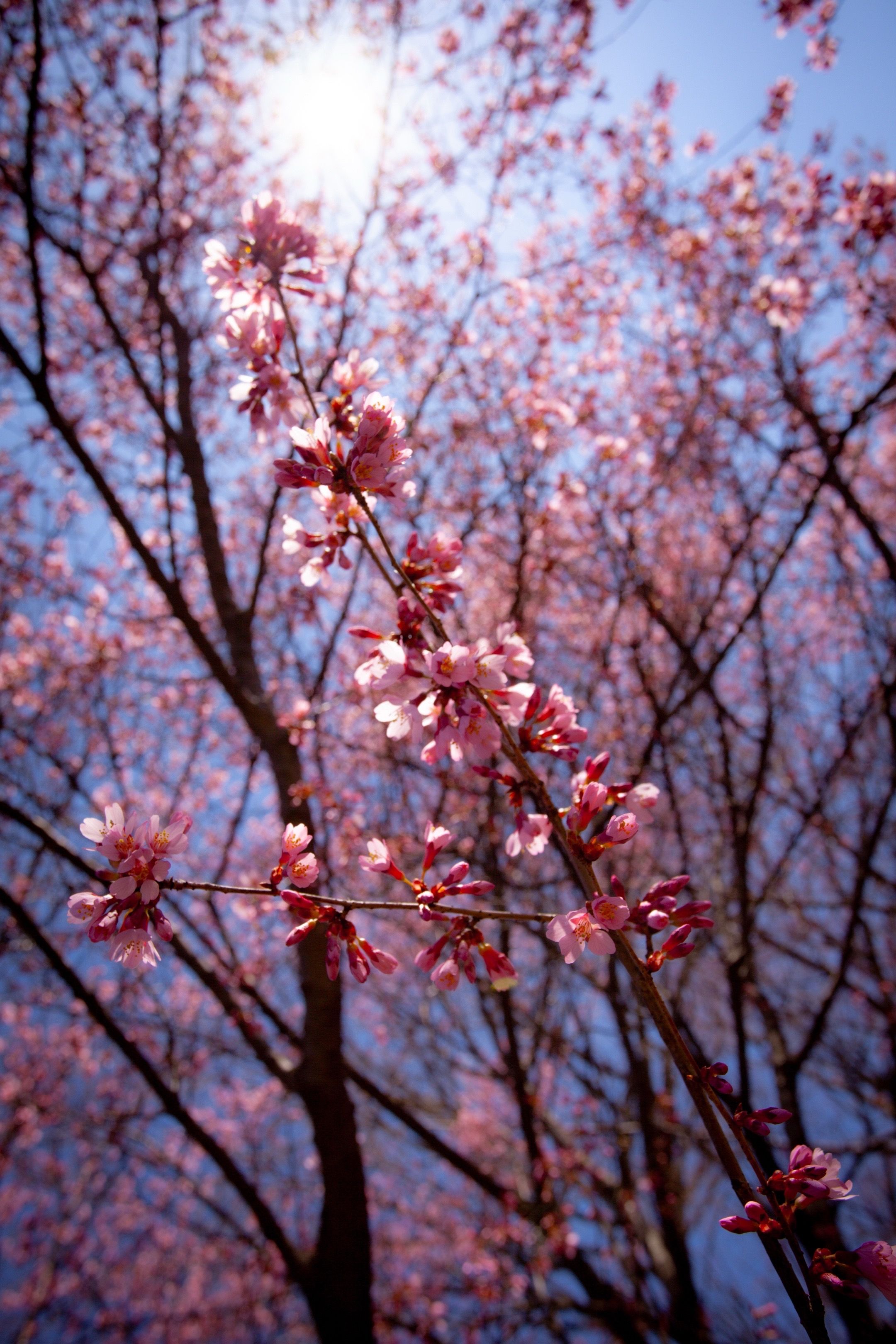 Cherry Blossom in Full Bloom Against Blue Sky · Free Stock Photo