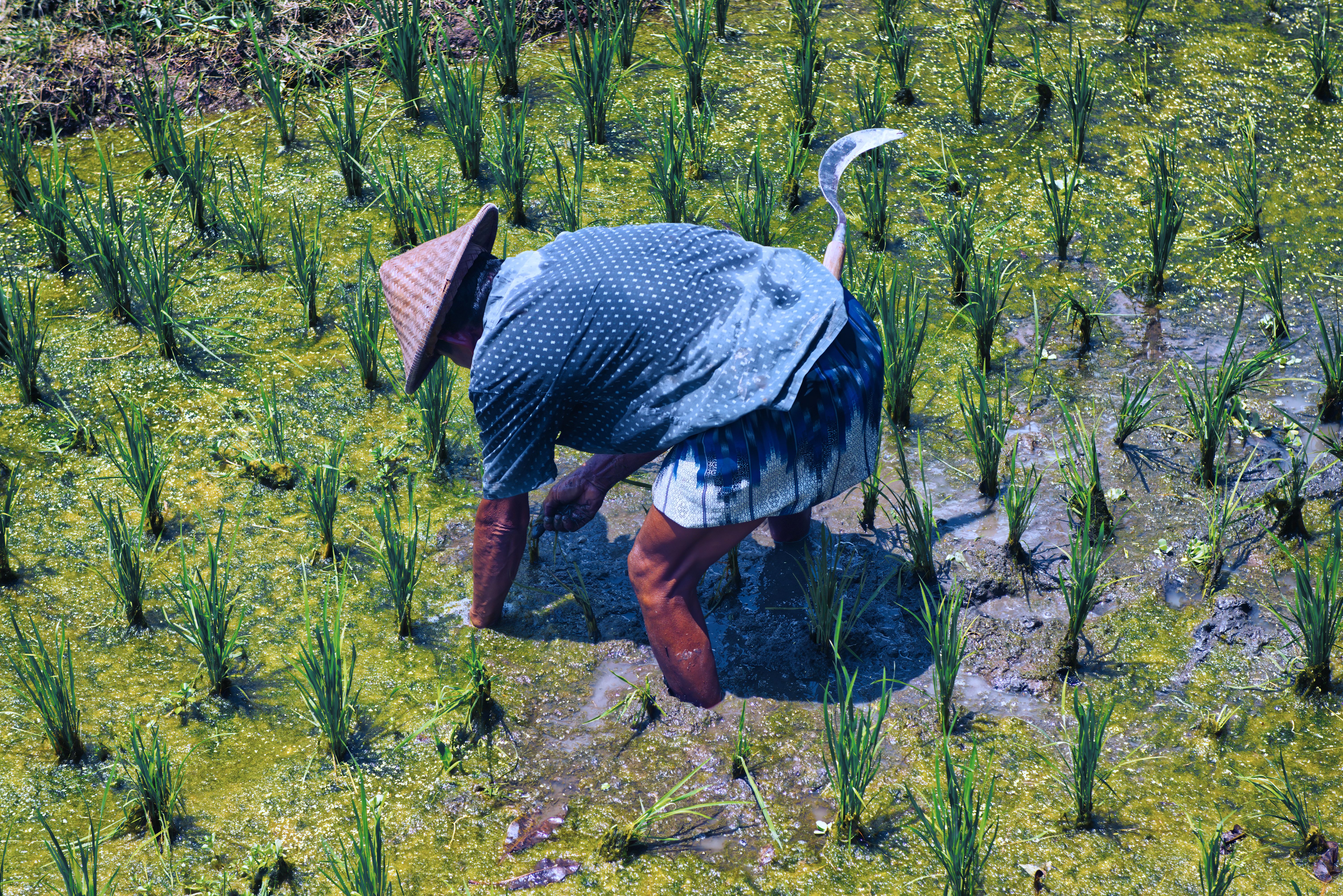 Traditional Rice Farming in Rural Shenzhen · Free Stock Photo