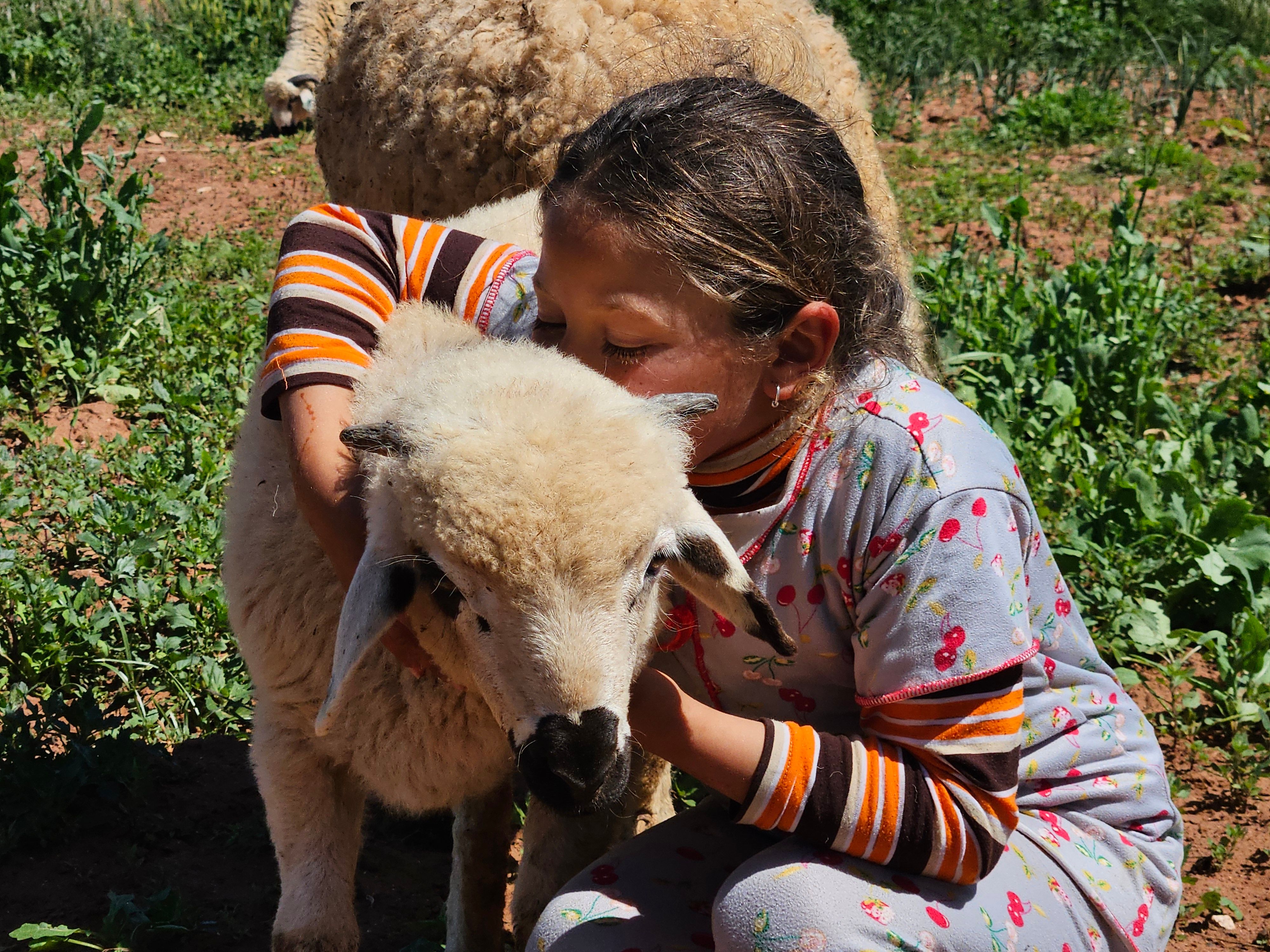 Cuddling A Sheep Photos, Download The BEST Free Cuddling A Sheep Stock ...
