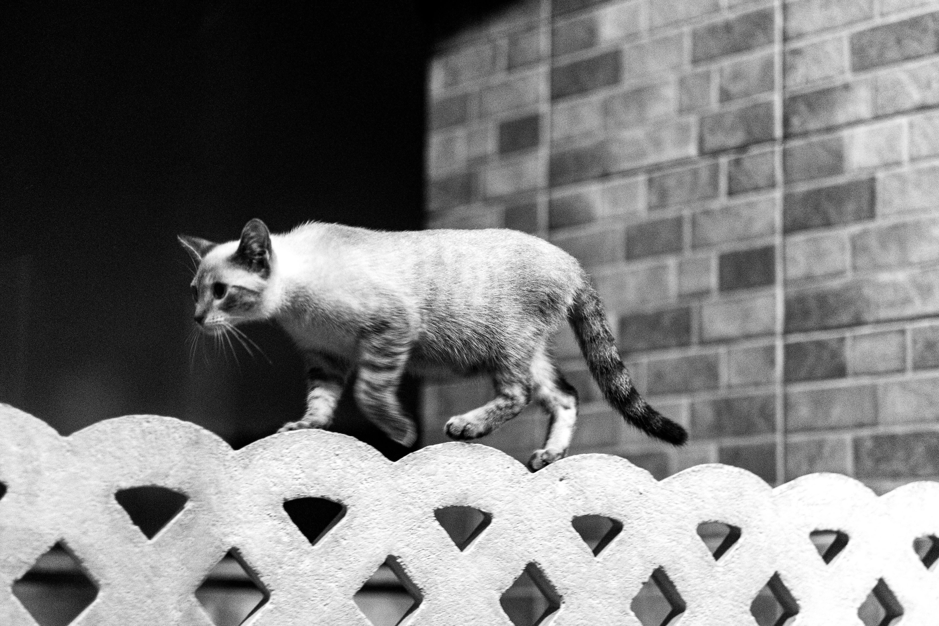 Cat Balances Gracefully on a Fence at Night · Free Stock Photo