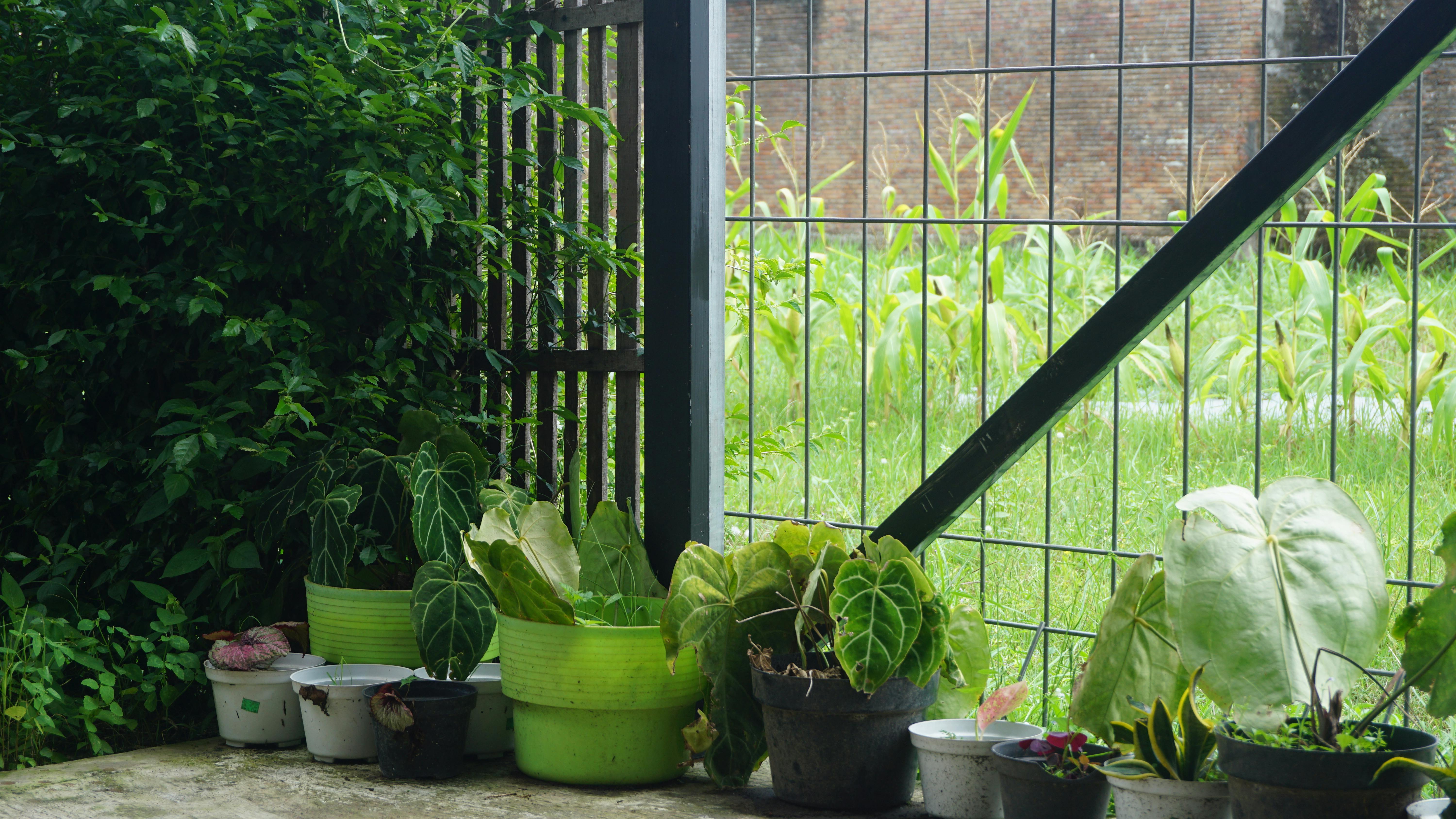 gardening, gardening leave, gardening tools, gardening gloves, gardening leave meaning, gardening hoe, gardening shoes, garde
