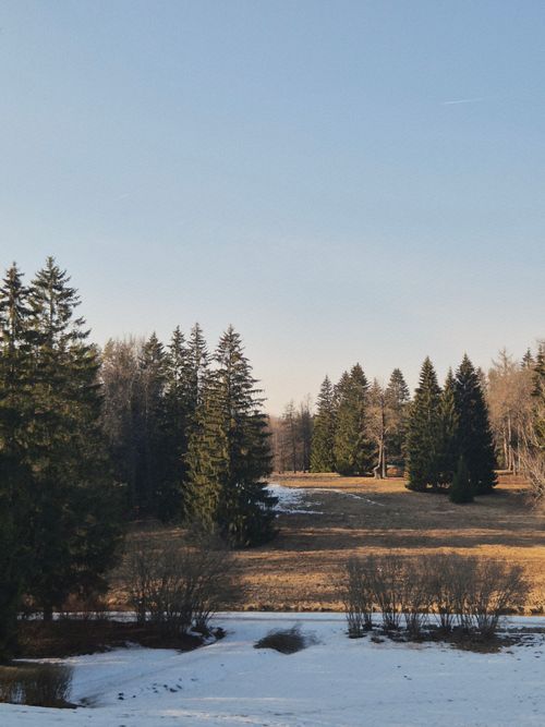 Free A serene landscape with snowy fields and tall pine trees under a clear sky. Stock Photo