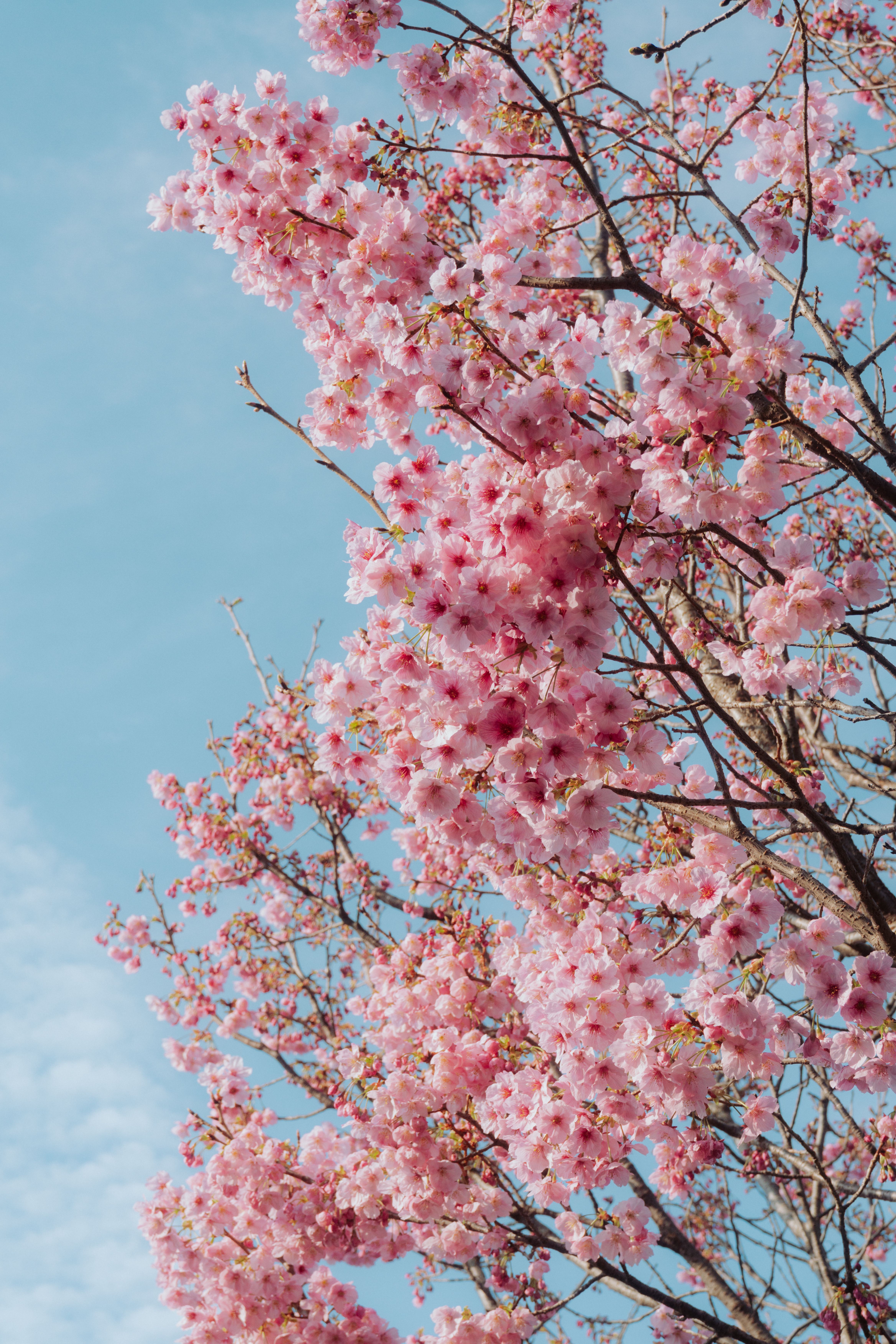 Van Anh Nguyen/Pexels