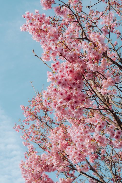Free Vibrant pink cherry blossoms in full bloom against a clear blue sky in Japan. Stock Photo