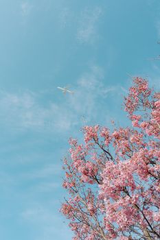 Springtime cherry blossoms with airplane overhead in clear blue sky in Japan.