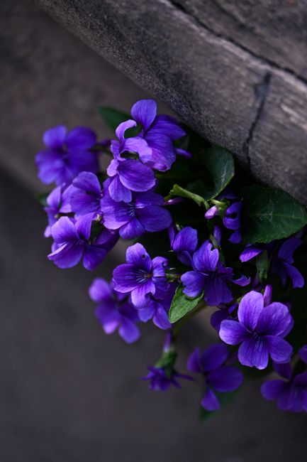 Fotomural Brillantes violetas púrpuras floreciendo contra una pared de piedra envejecida, ofreciendo un contraste vibrante y natural.