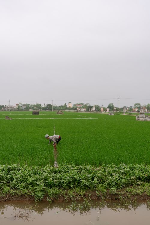 Free A farmer tending to a lush green rice paddy in rural Vietnam during the day. Stock Photo