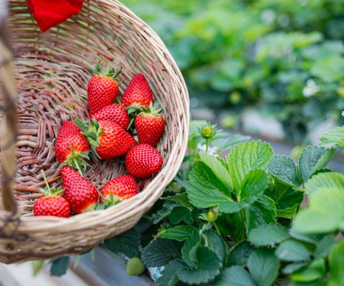 Free A wicker basket filled with ripe strawberries amidst vibrant green leaves in a garden. Stock Photo