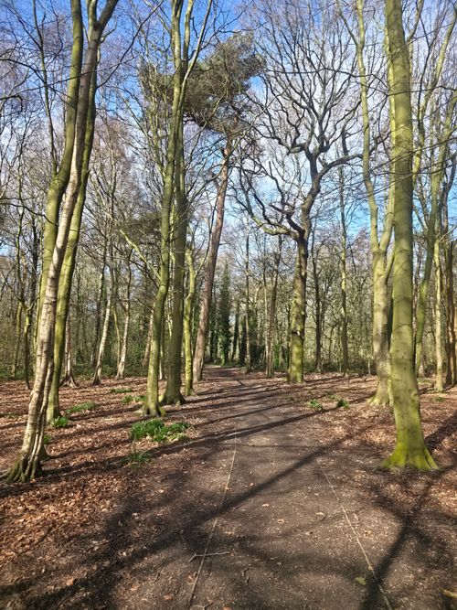 Free Tranquil forest path with bare trees and sunlight filtering through branches. Stock Photo