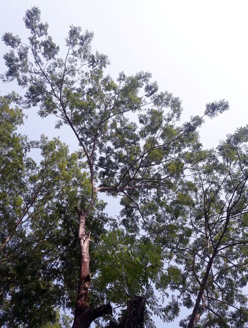 Free stock photo of tree Stock Photo