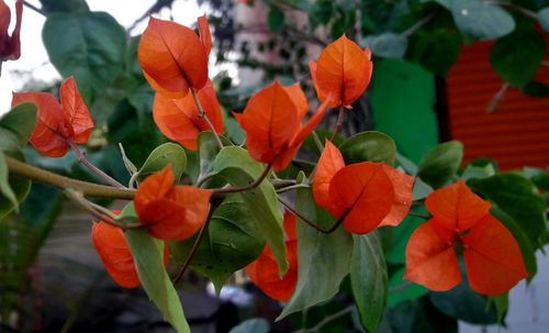 Free stock photo of flower wallpaper Stock Photo