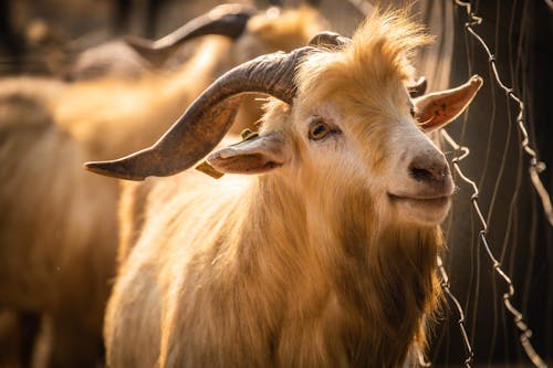 Imagine de stoc gratuită din a închide, afară, animal