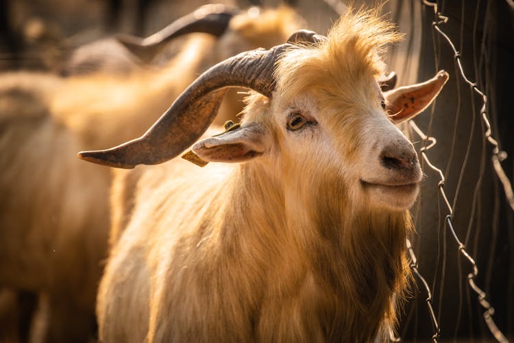 Brown Ram In Tilt Shift Lens