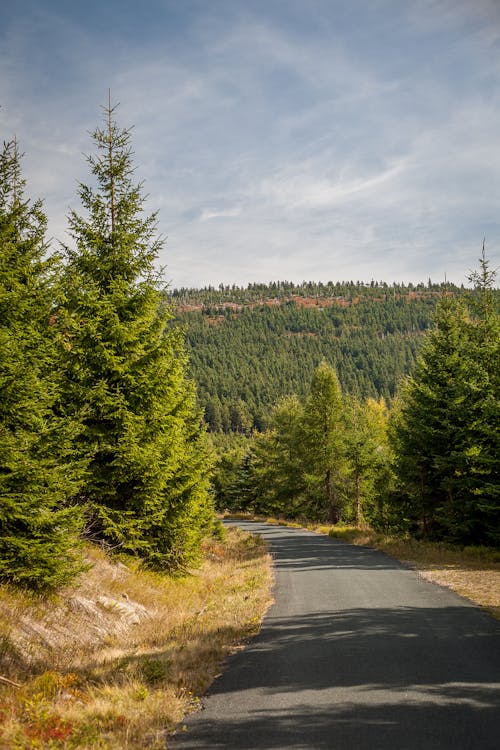 Ingyenes stockfotó domb, fák, fű témában Stockfotó
