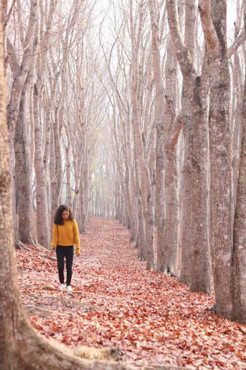 走在樹的途徑上的黑褲子的女人