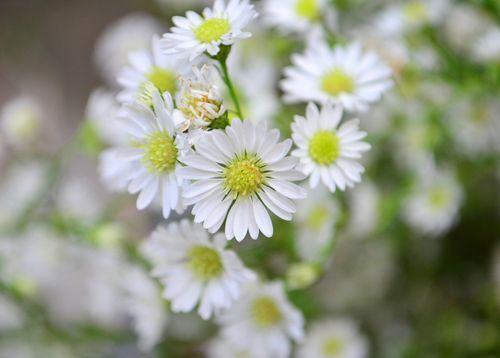 Free A vibrant cluster of white daisies with yellow centers, showcasing natural beauty and elegance. Stock Photo