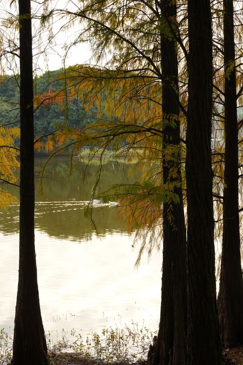 Free Peaceful autumn lake landscape framed by tall trees and serene water reflections. Stock Photo