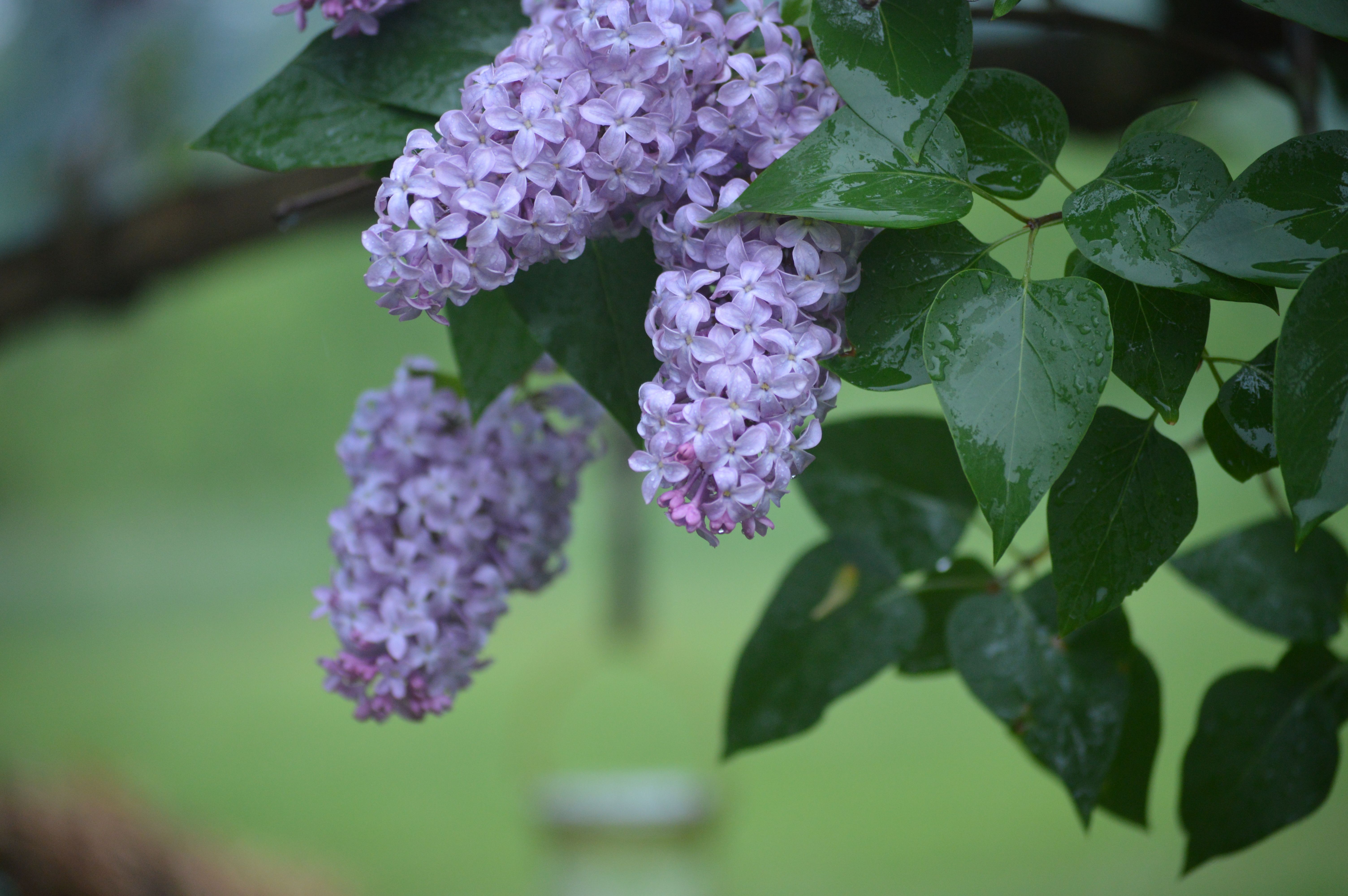 Close-up of lilac flowers with dewy leaves, capturing the serene beauty of springtime in a garden.