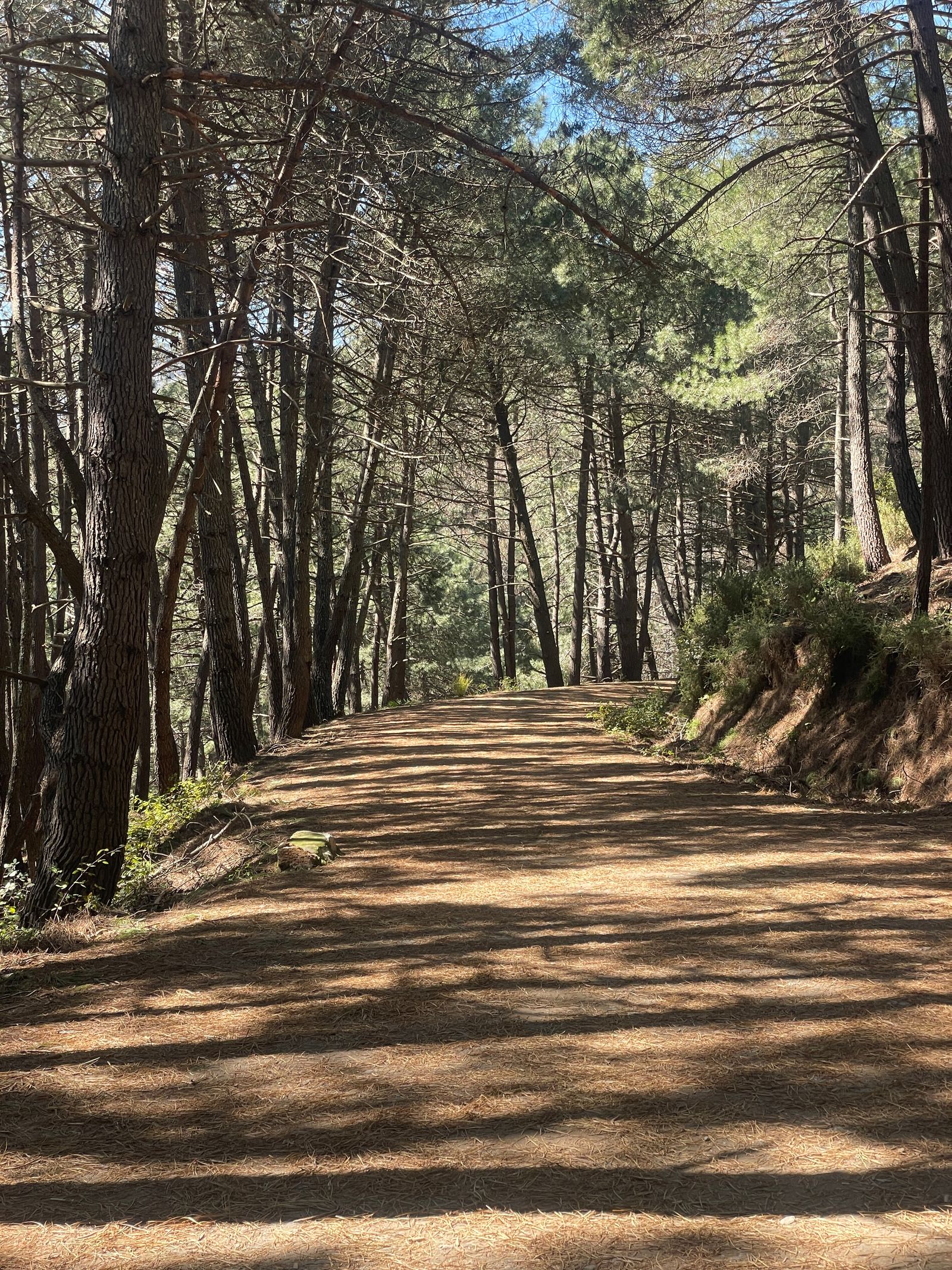 Sendero de senderismo entre árboles en el Parc Natural de Collserola cerca de Barcelona