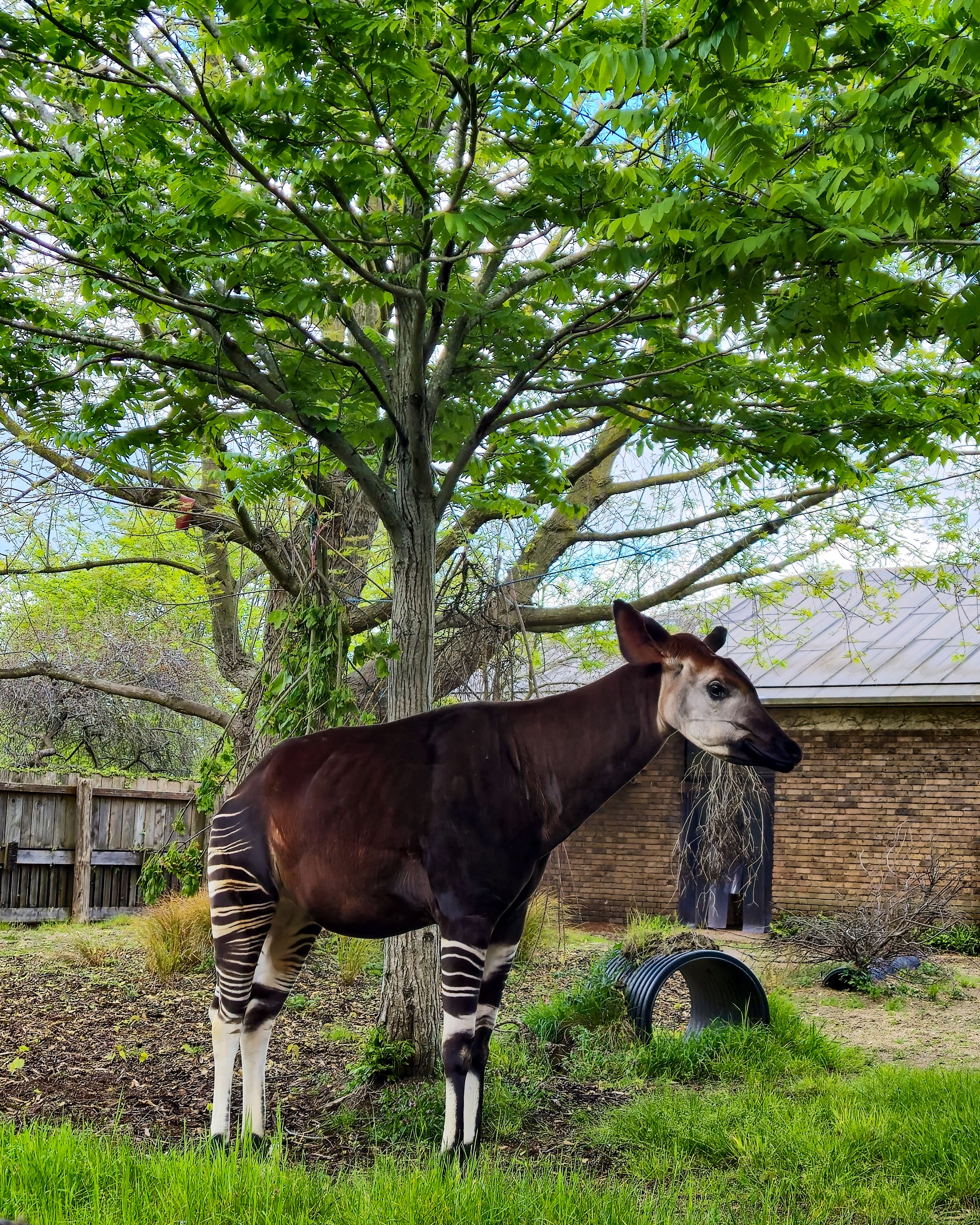Okapi Standing in a Lush Backyard Setting · Free Stock Photo