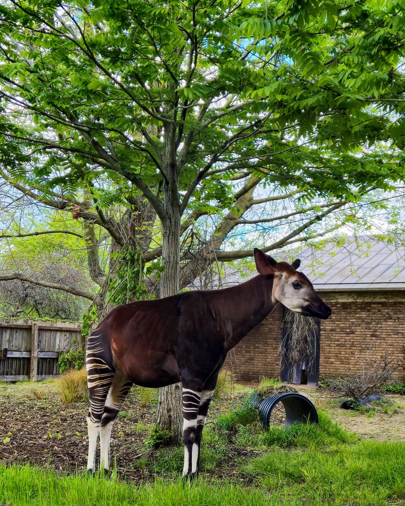 Okapi Cool Okapi Photos, Download The BEST Free Okapi Stock Photos & HD Images