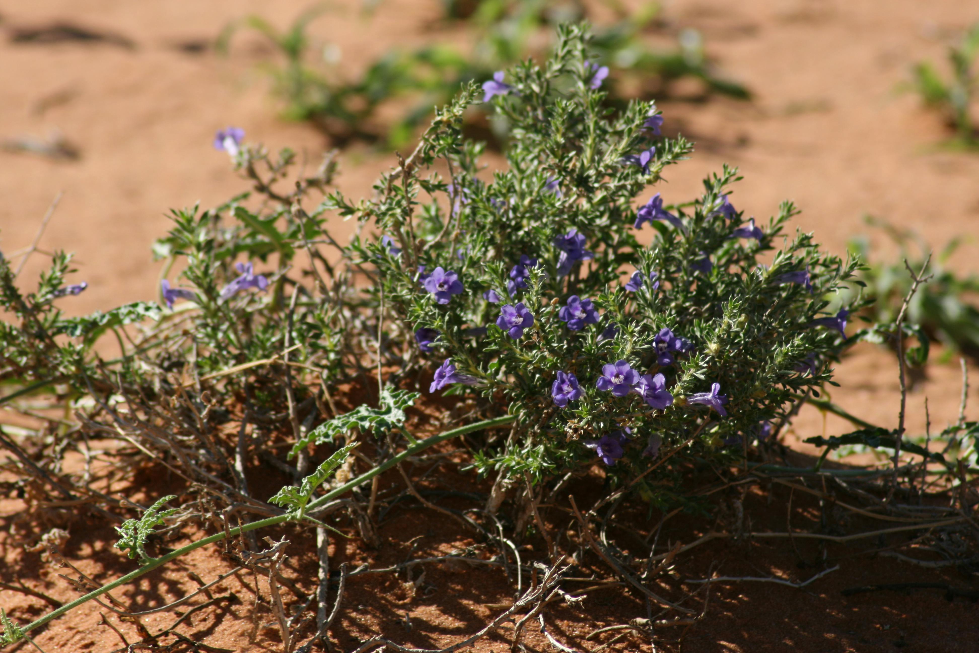 Free stock photo of blue, desert, flowers
